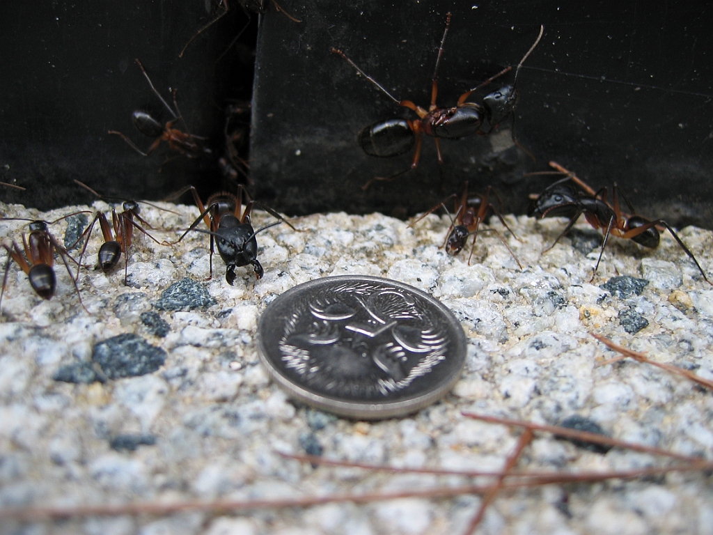 069 Barron Falls.jpg